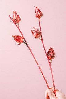 実のつき方には個体差がございます