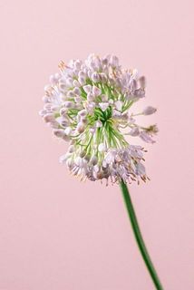 アリウムの形には個体差がございます。