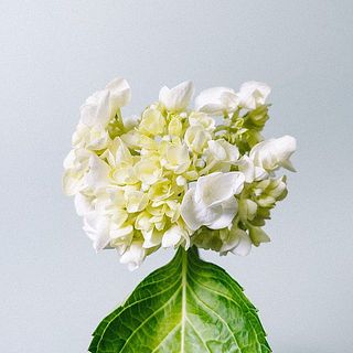 たっぷりのお水につけてあげましょう。数時間後にはしゃっきり元気になります。