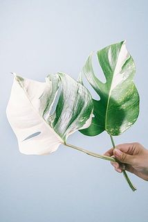 斑の入り方には個体差がございます。