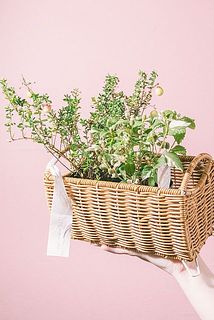実付きやボリュームには個体差がございます。