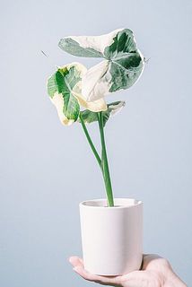 枝ぶりや葉の大きさには個体差がございます