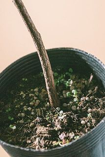 苔や他の住人がいることも。他の子は根っこから取り除いてあげて。
