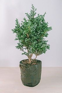 形、葉付きには個体差がございます。