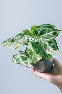 形や葉付きには個体差があります。