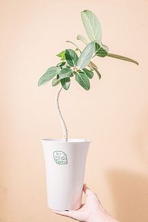 形、葉付きには個体差があります。