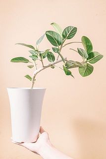 曲がり具合には個体差があります。