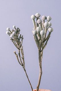粒の大きさや量には個体差がございます。