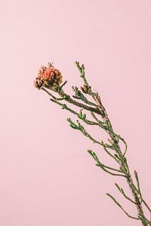 色や花のつき方には個体差がございます。