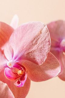 花びらに凹凸が見られる場合がございますが、個性ですので品質には問題ございません。