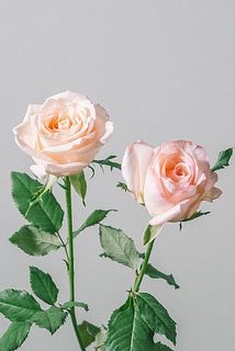 個体差により同品種のバラでも一部、薄ぴんくに色味が変わっている場合がございます。
