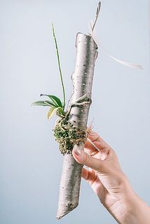 木にはかなり個体差があります。