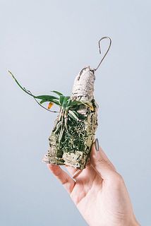 コルクでお届けする場合もあります。お届けする個体は、おまかせとなります。