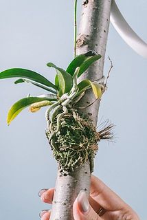 霧吹きをして育てましょう。