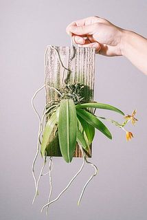 形、花付きには個体差があります。