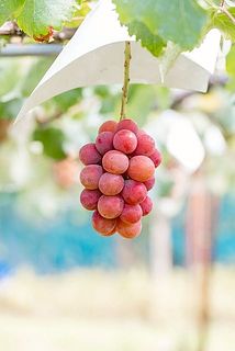 「シナノスマイル」他にもたくさんの品種を栽培しています🍇