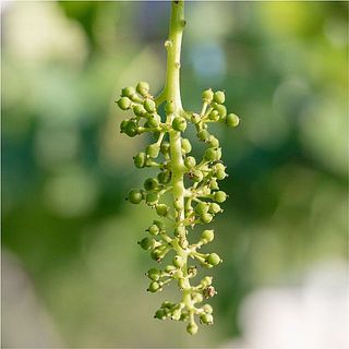 花が咲き終わるまでに花の先端の3cm前後を残すように他の花を切る作業「摘粒」をし、100粒になります。