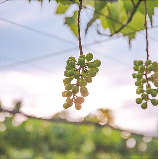 残った粒を30〜40粒ほどになるまでひと粒ひと粒、房の形を考えながら整えて切ります✂️
