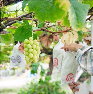 病気や虫に食べられないよう、全ての房に袋をかけて収穫まで待ちます。