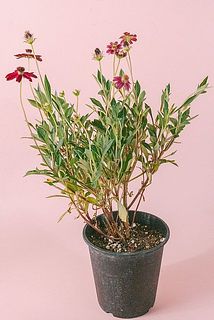 花付きや枝ぶりには個体差がございます。
