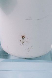 鉢が一部汚れている場合がございます。気になる場合は拭き取ってください。