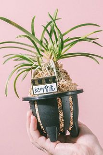 品種おまかせで1鉢お届けします。