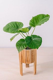 観葉植物はと足つきポットはおまかせでお届けします。