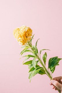 形、大きさには個体差があります。
