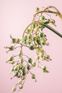 月桃の実（ロングサイズ）