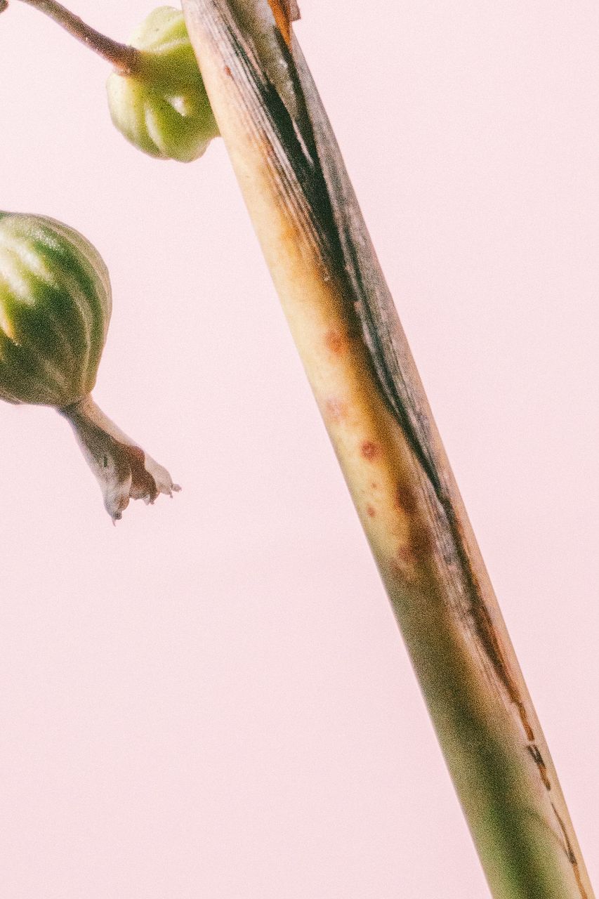 月桃の実（ロングサイズ）