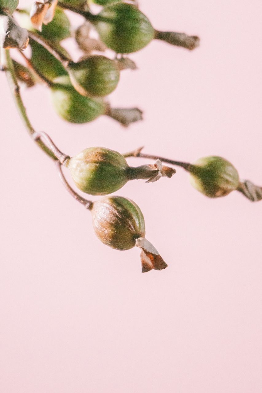 月桃の実（ロングサイズ）