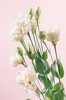 輪数や花の大きさ、色味には個体差がございます。