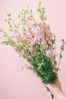 フラワーカービング祭り④耳元に可憐なデルフィニウムの花束を…ピンクカルセドニー 希少な八重咲きのピンクデルフィニウム「カンヌクリスタルピンク」