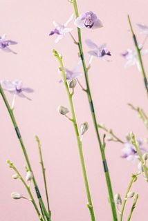 下から順に開花します。花付きは個体差が大きいです。