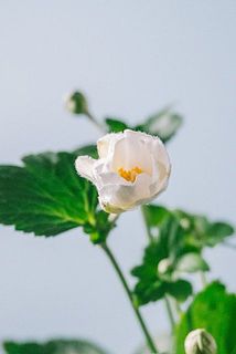 八重咲きの可憐な花が可愛い❤️