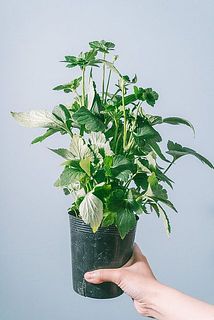 蕾の状態の個体もございます。