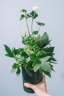 花のつき方、サイズには個体差がございます