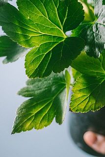 一部葉が黄色く変色している個体がございます。気になる場合はハサミでカットしてください。