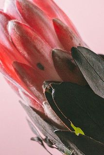 一部斑点などある場合がございます。