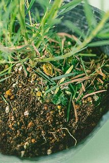 他の植物が生えていることも。気になる場合は優しく取ってください。