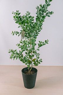枝ぶりやサイズには個体差がございます。