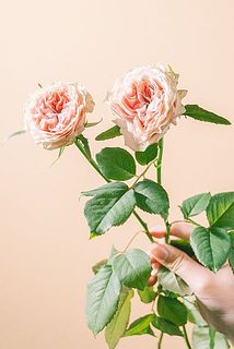 スプラッシュアイ