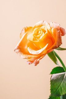 一部花びらが傷ついていることがございます。ご了承ください。