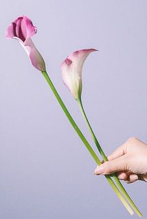 長さは30〜40センチほど