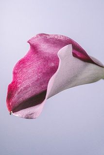 色が薄くなっている部分がございます。品質には問題ございません。