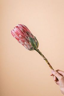 葉のつき方には個体差がございます。