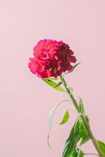ケイトウの大きさや色味には個体差がございます。