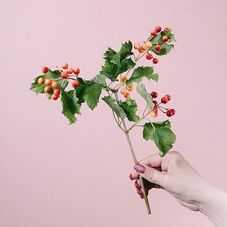実の付きや色づきには個体差があります。