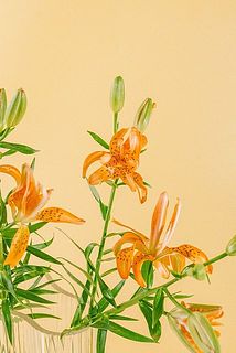 オリエンタルなかわいさ🧚‍♀️