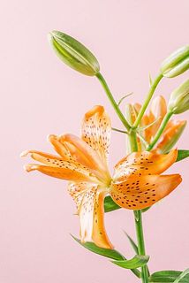 咲き終わった花は取り除いてあげると、次のつぼみが咲きやすくなります。